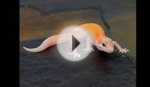 Online Gecko Breeder: Top 6