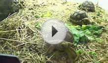 Pet kingdom- turtles and tortoises