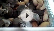 pet turtles coming out of their shells