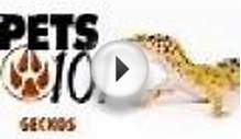 Pets 101- Geckos