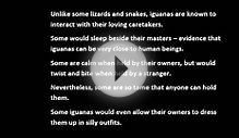 Reasons to Have an Iguana as a Pet