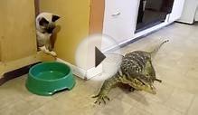 Redding Reptile Parties Lizards with kitty
