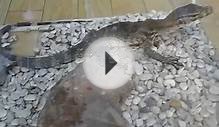 REPTILE pet monitor lizard in aquarium ( biawak )