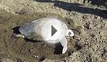 Sea Turtle Covering Nest in Cost Rica