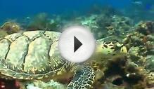 Sea Turtle Facts for Kids - Sea Turtle Swimming