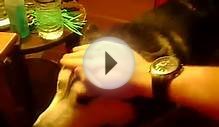 Siberian Husky Reacts To Desert Rain Frog Video
