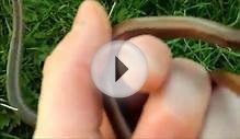 Slow Worms (Anguis fragilis) - Legless Lizards & Common Toads
