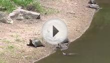 Small Turtle Walking From Water To Land.