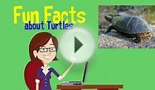Super Fun Facts about Turtles for Kids