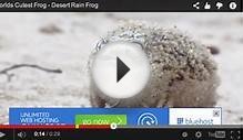 The Desert Rain Frog. The cutest frog that ever lived.
