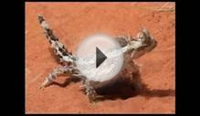 Thorny Devil Reptile Egg Hunting - Eggs For Sale! Five for