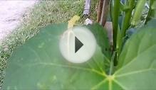 Tiny Lizard On My Okra Plants