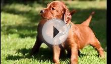 Top 10 Best Pet Dogs for Kids 2014