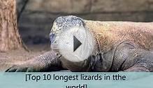 Top 10 longest Lizards in the world.