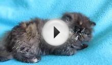 tortoiseshell persian kitten available for sale