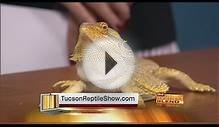 Tucson Reptile and Amphibian Show and Sale