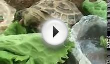 Turtle Eating at Petsmart :D