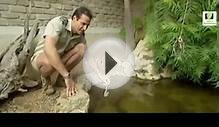 Turtles and Tortoises Animal Documentary HD