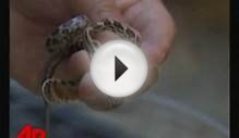 Two-Headed Snake Turns Heads at NY Pet Store
