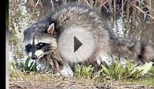 Where Can I Buy a Pet Raccoon?