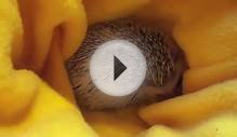 Where to Get a Hedgehog