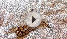 Which snake is the best beginner snake. The Ball python or