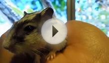 Why a gerbil is a good pet:)