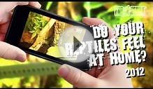 YouTube Contest 2012 - Do your reptiles feel at home? Then