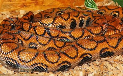 Good pet Snake for Beginners