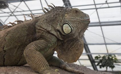 Different types of lizards