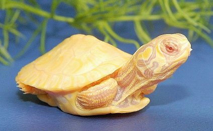 Aquatic turtles for sale